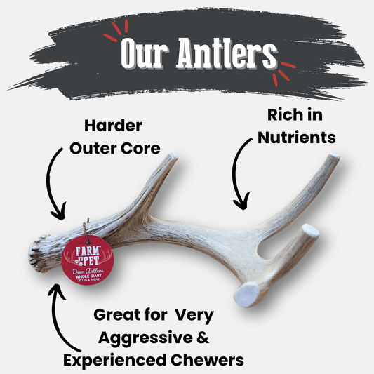 Deer Antler Dog Chews | Organic Chews for Dogs Otarealm