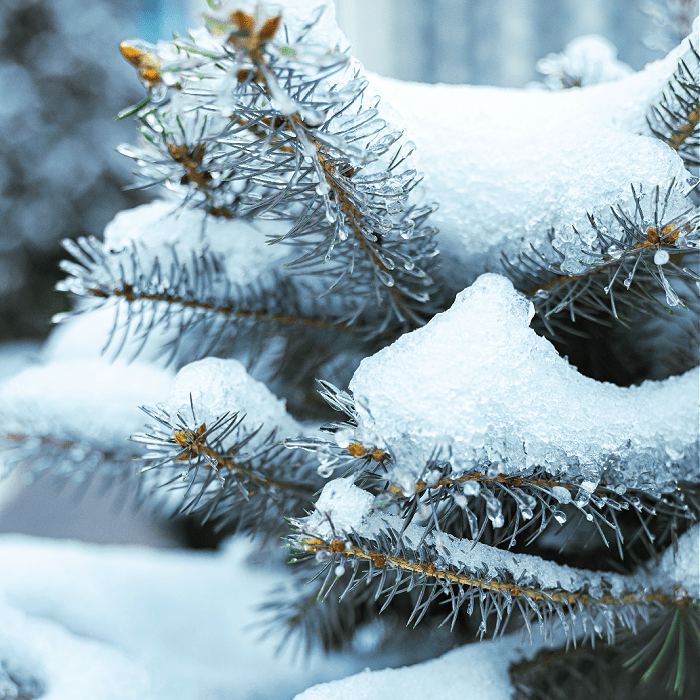 Iced Evergreen (Discontinued) - Premium Fragrance Oil