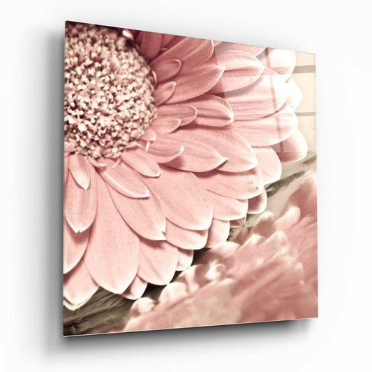Soft Pink Gerbera Daisy Macro Flower Glass Wall Art