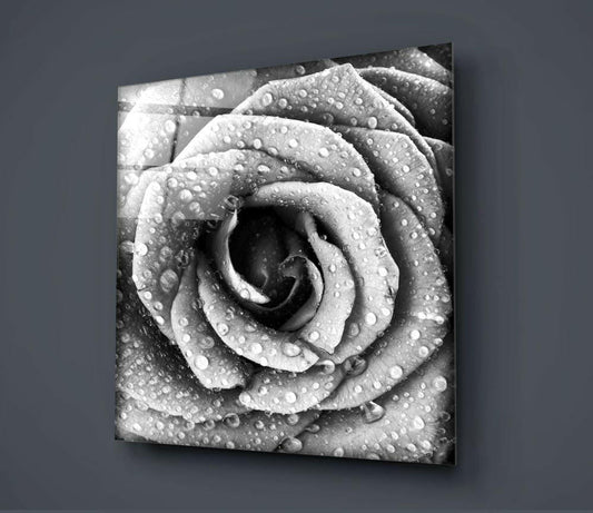 Black and White Dewy Rose Glass Wall Art