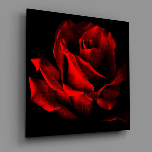 Crimson Rose Bloom on Black Glass Wall Art