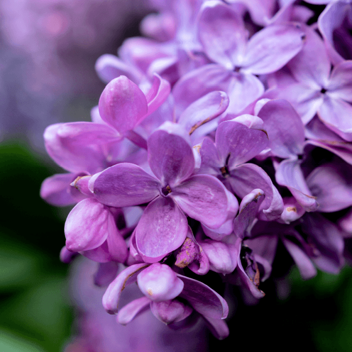 Lilac - Fresh Lilac Premium Fragrance Oil
