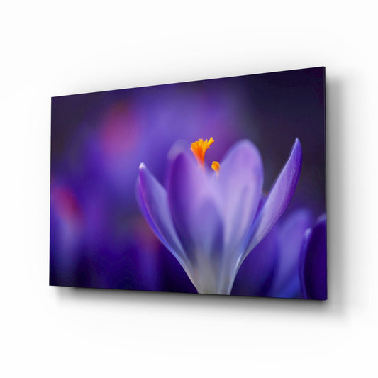 Purple Crocus Bloom Glass Wall Art