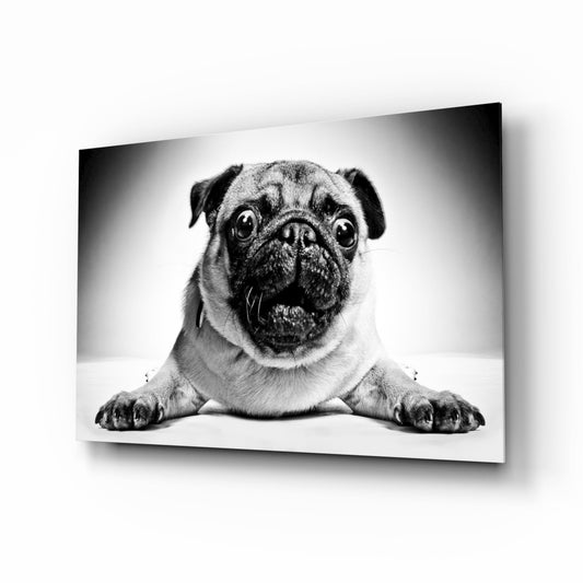 Pug Lying With Paws Forward Glass Wall Art