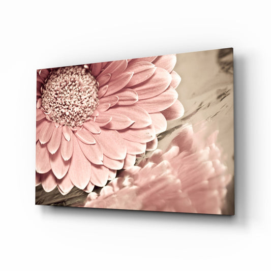 Blush Gerbera Daisy Macro Glass Wall Art