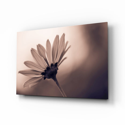 Sepia Backlit Daisy Silhouette Glass Wall Art