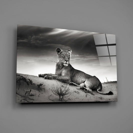 Black And White Lioness On Dune Glass Wall Art