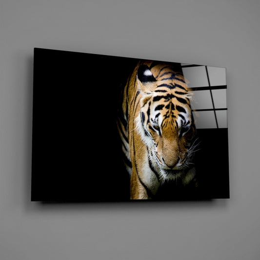 Stalking Tiger in Shadows Glass Wall Art