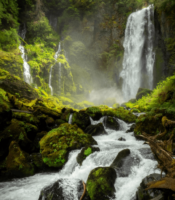 Rainforest - Premium Fragrance Oil
