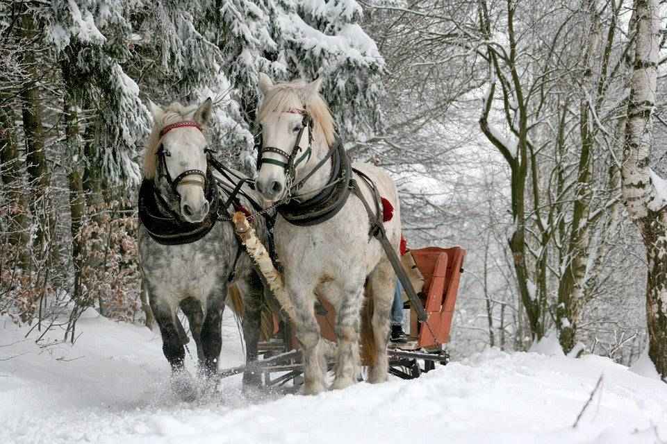 Sleigh Ride - Christmas and Holiday Candle Fragrance (Pre-Order : Expected Ship Date 8-6)