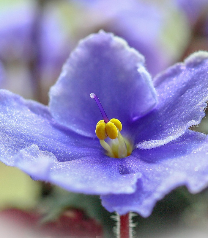Violets & Dew Drops *Discontinued* - Premium Fragrance Oil