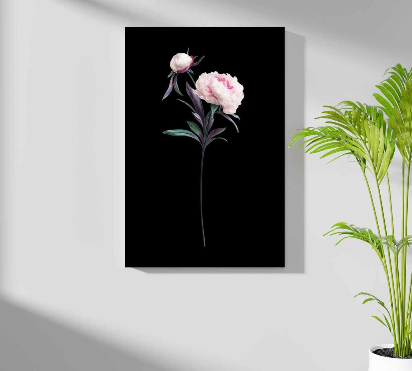 Pink Peony Stem on Black Backdrop Aluminum Print