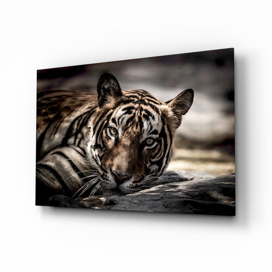Resting Sepia Tiger Glass Wall Art