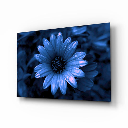 Blue Dewy Daisy Bloom Glass Wall Art
