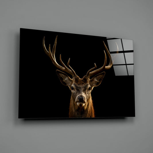 Red Deer Stag on Black Glass Wall Art