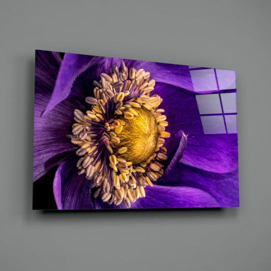 Purple Anemone Macro Yellow Flower Glass Wall Art