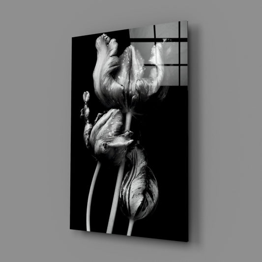 Three Parrot Tulips on Black Glass Wall Art