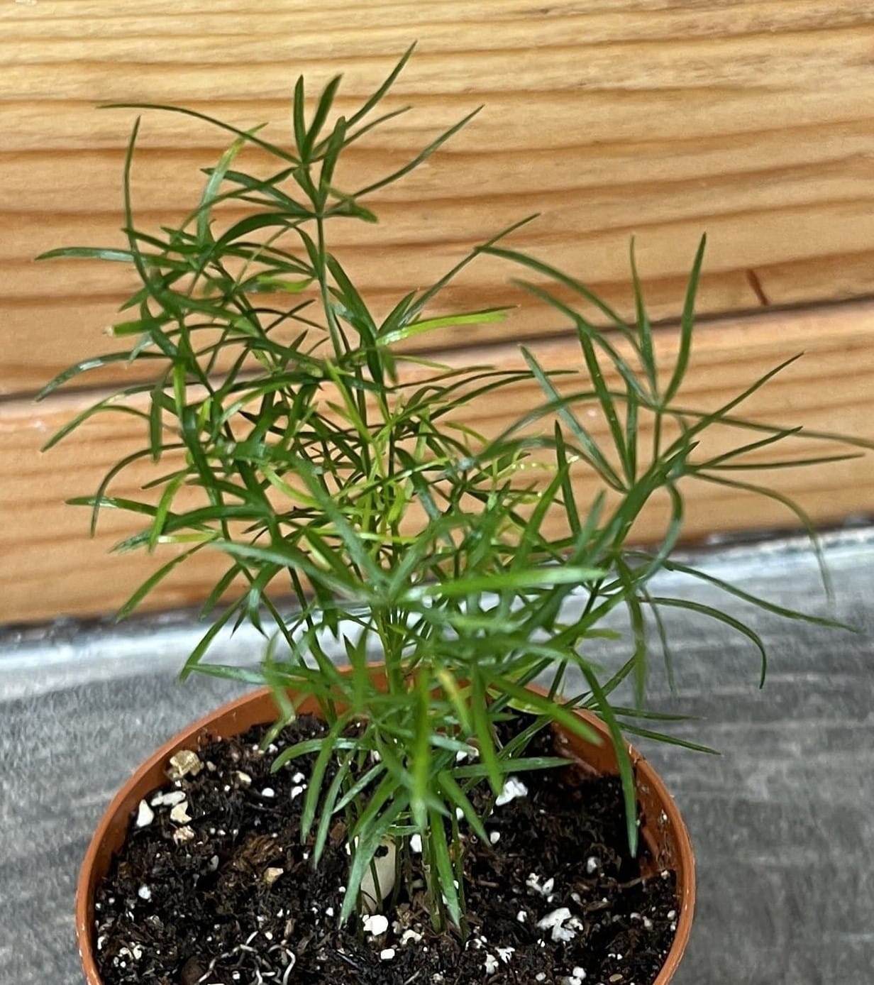Asparagus Densiflorus Sprengeri Fern, 2" Plant