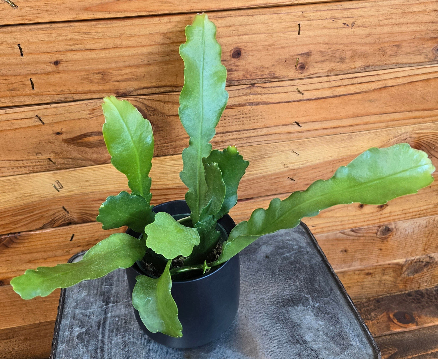 Epiphyllum Anguliger Beavertail Orchid Cactus, 4" Plant