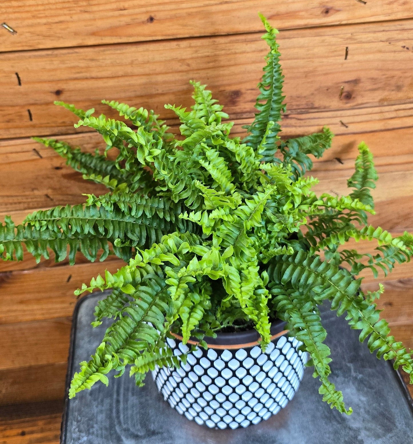 Fern Compact Boston, 6" Plant