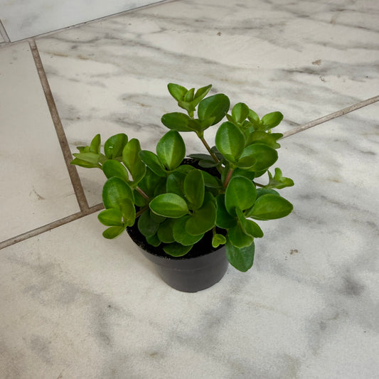 Peperomia Jitterbug, 2" Plant