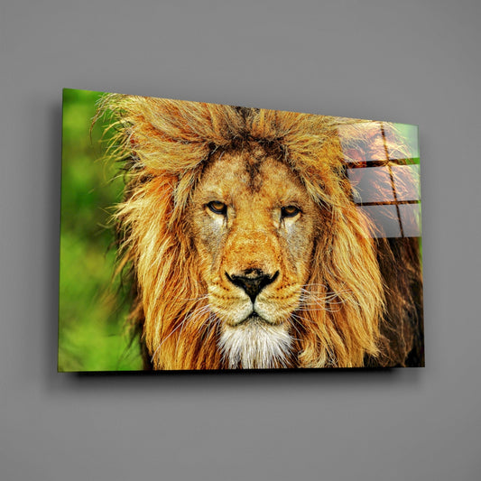 Golden Lion Green Meadow Glass Wall Art
