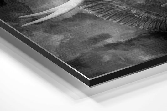Smoky Monochrome Elephant Brushed Aluminium Dibond Wall Art