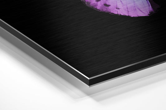 Purple Blue Butterfly Brushed Aluminium Dibond Wall Art