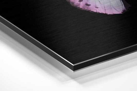 Pink White Butterfly Brushed Aluminium Dibond Wall Art