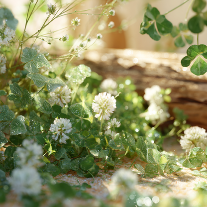Acai & Clover - Premium Fragrance Oil