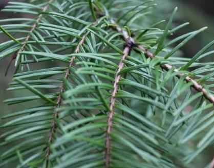 Balsam Pine -   (Pre-Order : Expected Ship Date 8-6)