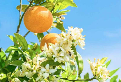 Citrus Blossom & Honey - Premium Fragrance Oil