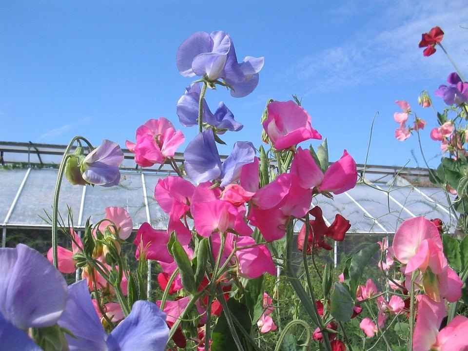 Garden Sweet Pea (type) Compare to Yankee Candle (Discontinued)