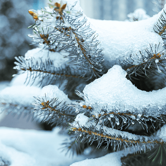 Iced Evergreen (Discontinued) - Premium Fragrance Oil