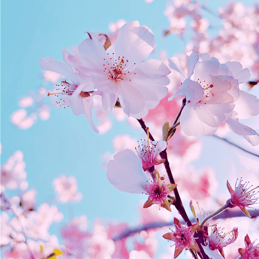 Japanese Cherry Blossom (type) Compare to BBW - Premium Fragrance Oil