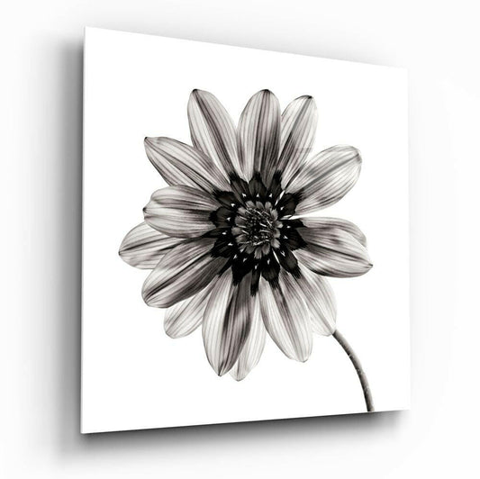 Backlit Monochrome Daisy Glass Wall Art