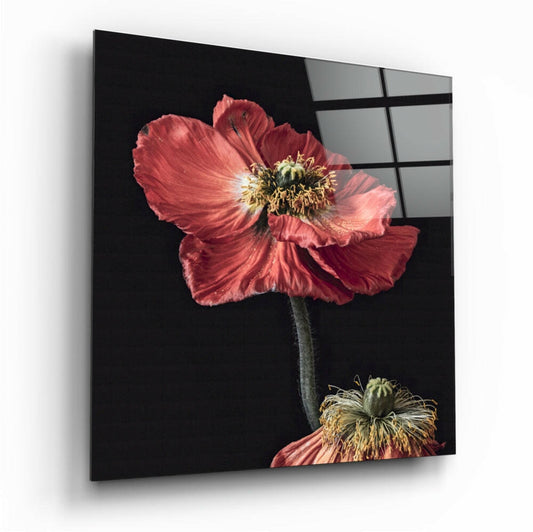 Red Poppy Duo Glass Wall Art