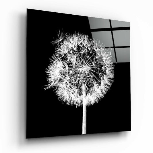 White Dandelion Black Square Glass Wall Art