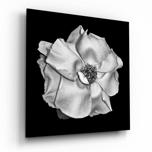 Monochrome White Rose Glass Wall Art