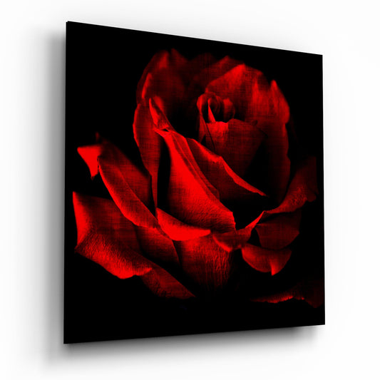 Crimson Rose Bloom on Black Glass Wall Art