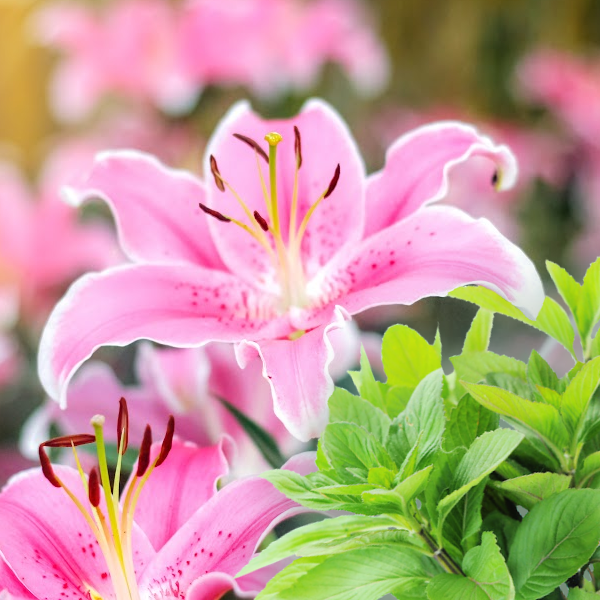Lily & Mint - Premium Fragrance Oil