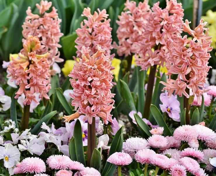 Lily & Hyacinth *Discontinued* Premium Fragrance Oil
