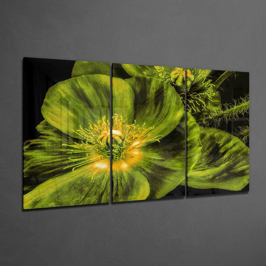 Green Poppy Triptych Glass Wall Art