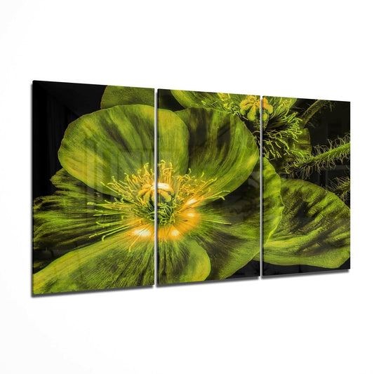 Green Poppy Triptych Glass Wall Art