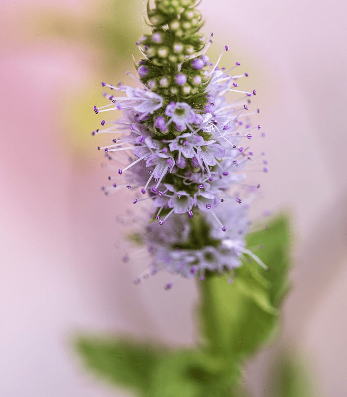 Mint Blossom (BBW Type) - Premium Fragrance Oil