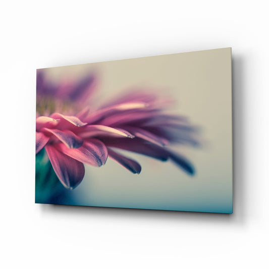 Soft Pink Gerbera Petals Glass Wall Art