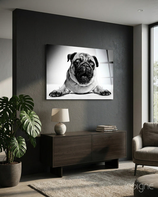 Pug Lying With Paws Forward Glass Wall Art