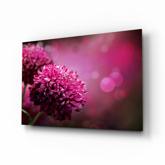Magenta Pompom Dahlia Glass Wall Art