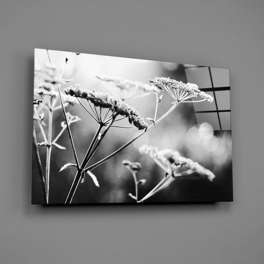 Frosted Wildflower Umbels Glass Wall Art