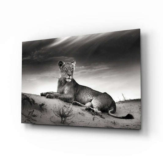 Black And White Lioness On Dune Glass Wall Art